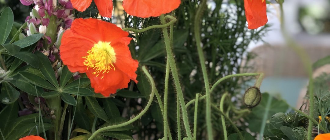 Orange poppies, daisies growing in a California wildflower garden designed by Shirley Bovshow of EdenMakers
