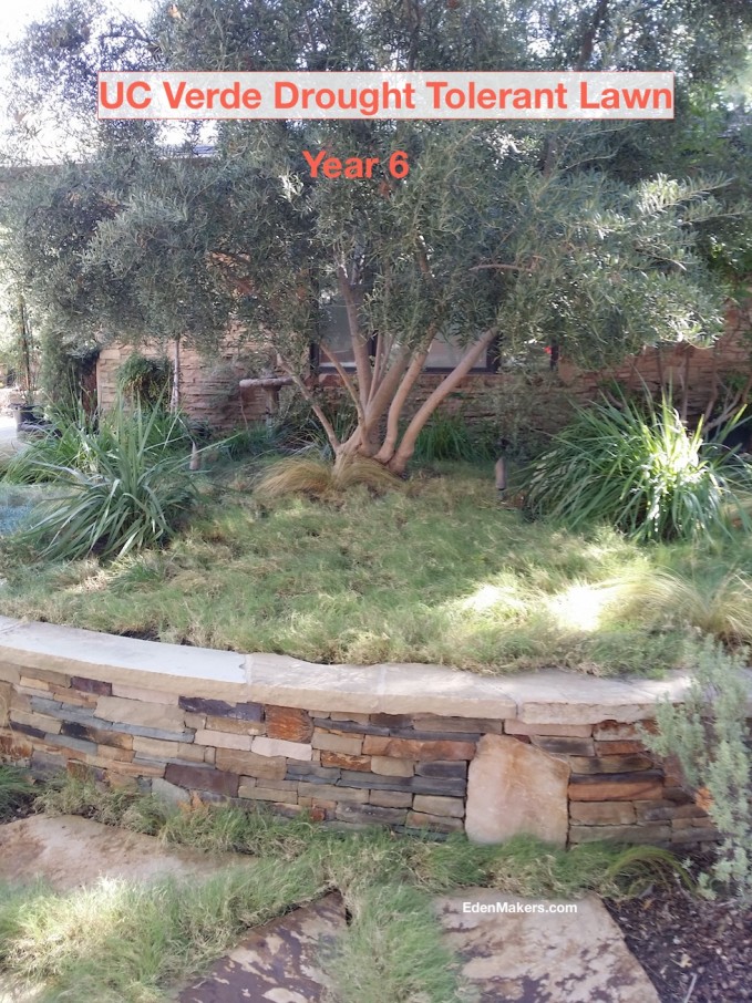 uc-verde-drought-tolerant-lawn-6th-year-shirley-bovshow-landscape-designer-los-angeles-edenmakers-blog